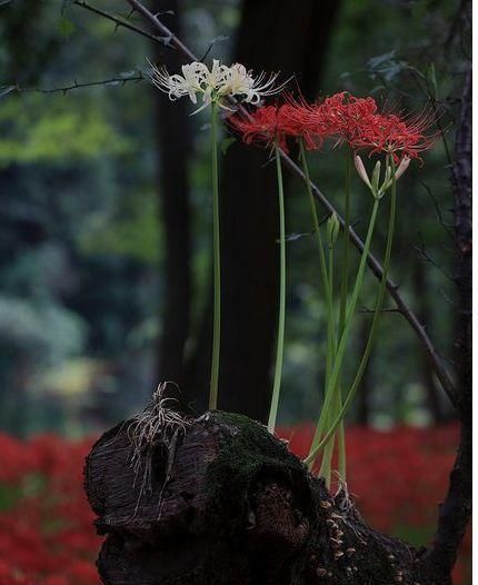  #彼岸花#彼岸花开，花开彼岸，又到一年花开时，你被美到了吗？