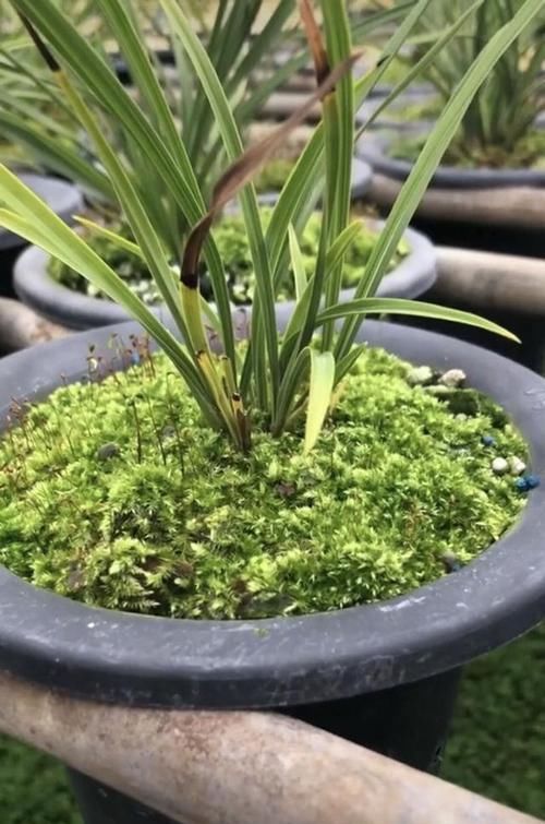 『施肥』用青苔种兰花怎么施肥?