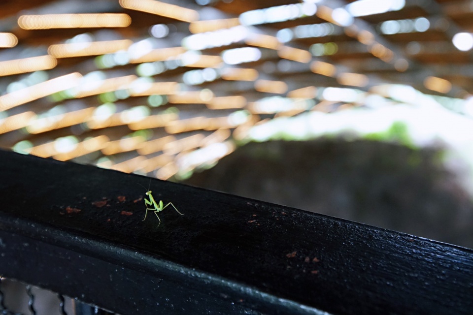 北京老年证如何办理