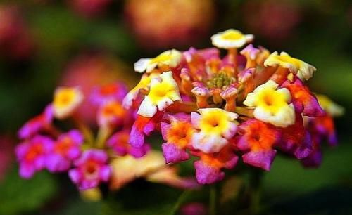  『艳丽』喜欢养护花卉，就选花色艳丽，香气迷人，花开爆盆的5种花卉