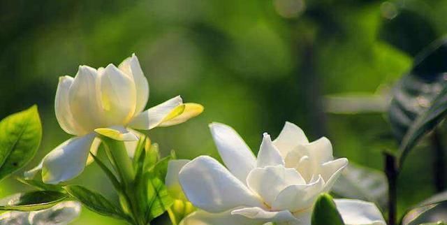 「栀子花」栀子花怎么养才会茂盛