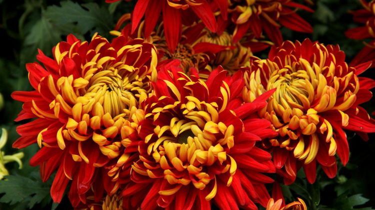 「花盆」喜欢养花,不如养盆菊花可以在花盆中养护和观赏。