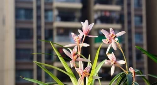 「春天的时」春天养兰花,最忌讳这“3点”,做错了,一年难开花
