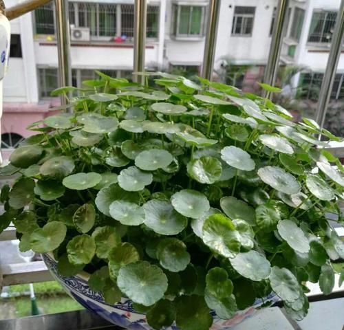  『害草』2种花沾土就疯长，最好别地栽，不然没处落脚！