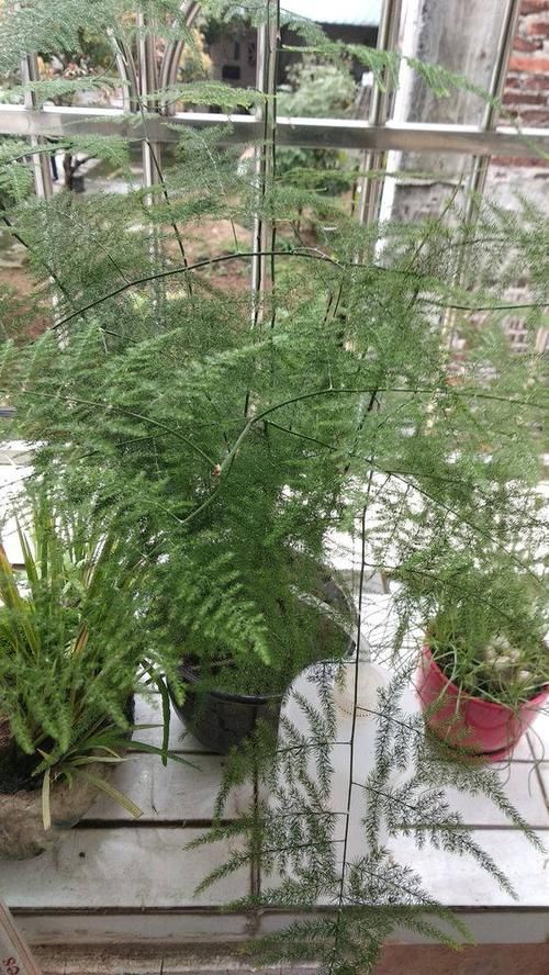  #们家里#养花能装饰环境，但是总有问题，这3种经典绿植，教你技巧养爆盆