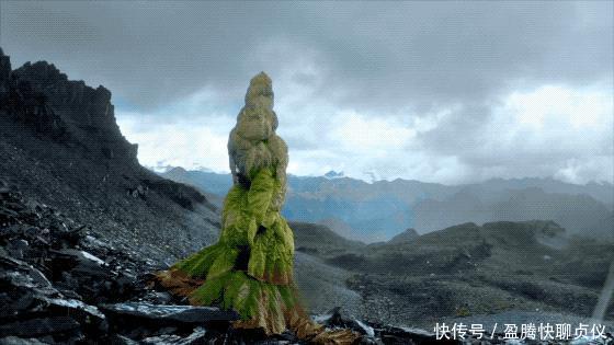 这部纪录片央视发力了,每一帧都可以当壁纸,BBC也无法超越