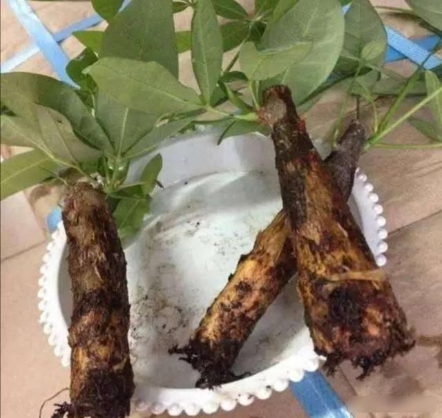  「光照」家里养发财树，不小心犯3种错误，植株易出现黄叶烂根