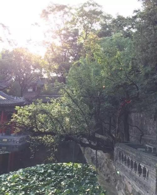  [种植]中国人的院子，最适合种这12种树！你家有吗？
