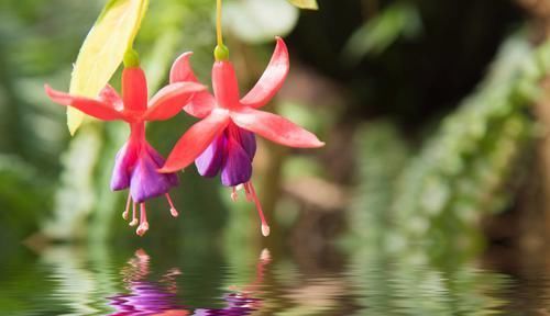  『天天』阳台适合养3种花，开花漂亮好养活，花期长达200天，天天都能赏花