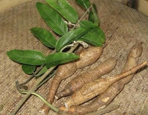  [根茎非常]大山里，1种野草奇特，植株根茎“1米长”，人称“牛大力”，珍贵