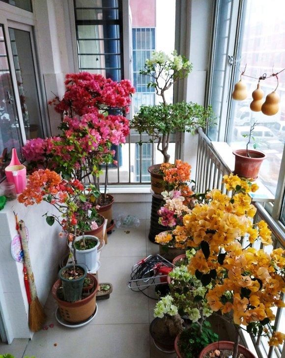  「大房子」三角梅开花少，给它“剪剪头”，换个“大房子”，瞬间开成大火炬