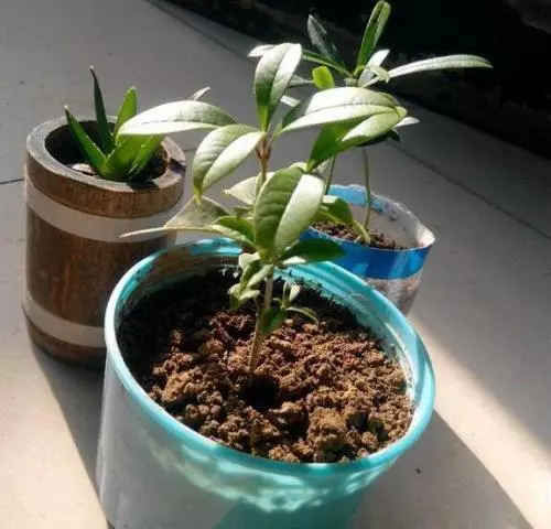 桂花盛开■桂花如何扦插?剪下几根枝条,沾点“白酒”,7天长出大白根