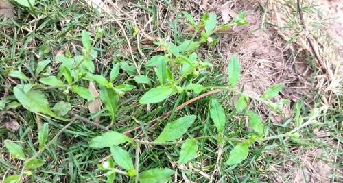  除掉：农村一种野草，被视作“贱草”，但价值却很珍贵，遇见请