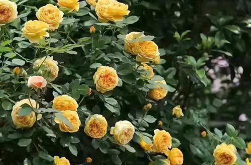  『喜欢』新手必种的十款最美藤本月季，款款颜值与能力并存，看看喜欢哪种