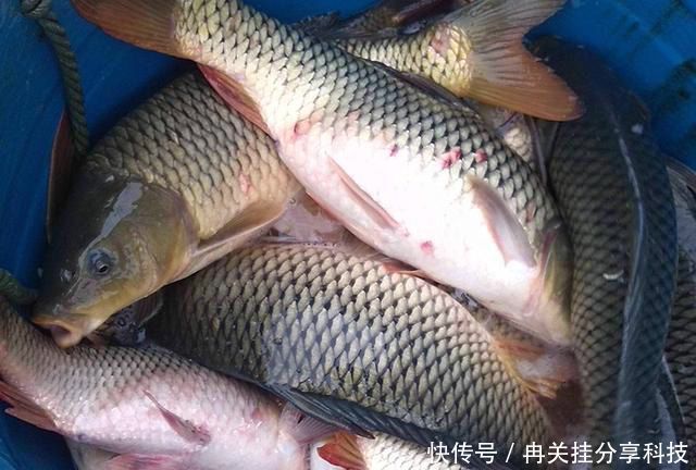  「自制」自制窝料放了1周，打开后被人嘲笑，窝料入水，那些人哑口无言