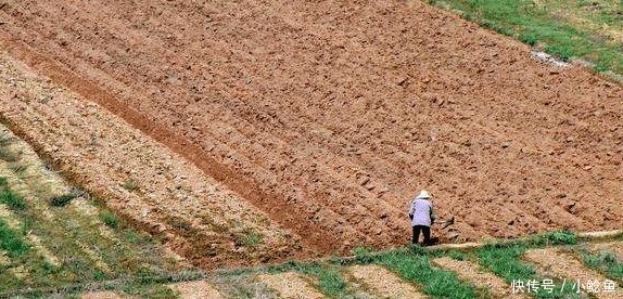 农村这项补贴发了, 每亩补500~1300元, 直接打卡, 不种地也能领!