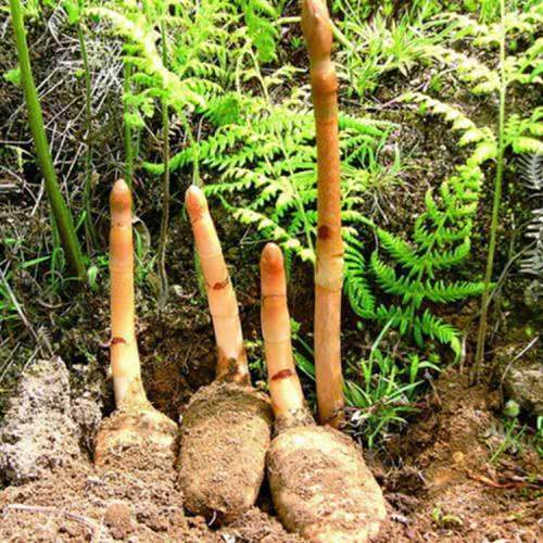  「更是」这种野草被当地村民看做是摇钱树，野生的更是十分的罕