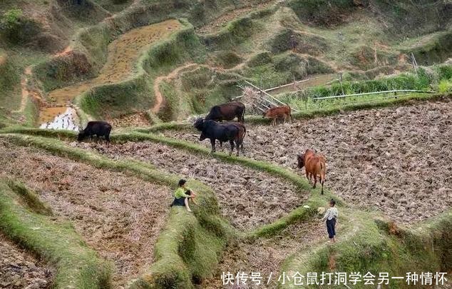  「明年」农村老人说，明年是二龙治水，十人分饼，十一牛耕田，