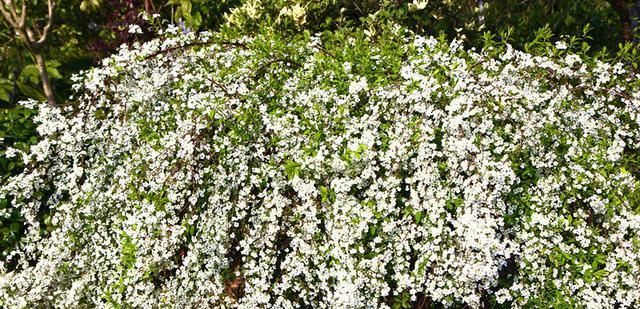  「植物」奇特植物之——喷雪花，繁花如白雪，耐寒耐热耐阴，南北方都在种