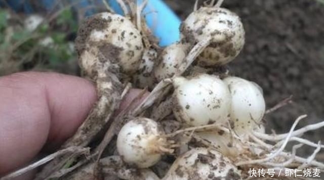 「值钱」在农田、山沟下,有1种奇特的“小根蒜”,碰见请珍惜,根茎值钱