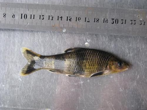  #花花#钓了条怪怪的鱼，我们这里叫“花花媳妇”，钓友们吃过吗