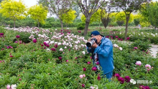  「同赏」母亲节，送花不如赏花，伴母同赏芍药花