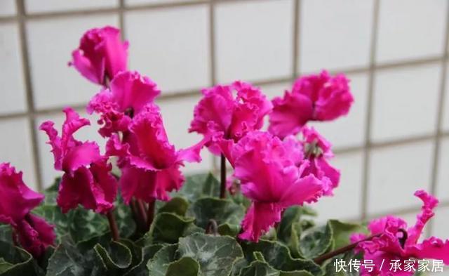  保活：养花小技巧：养花全靠1句话，100%保活！