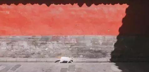 走！去故宫吸猫，181只皇家猫全都撸一遍