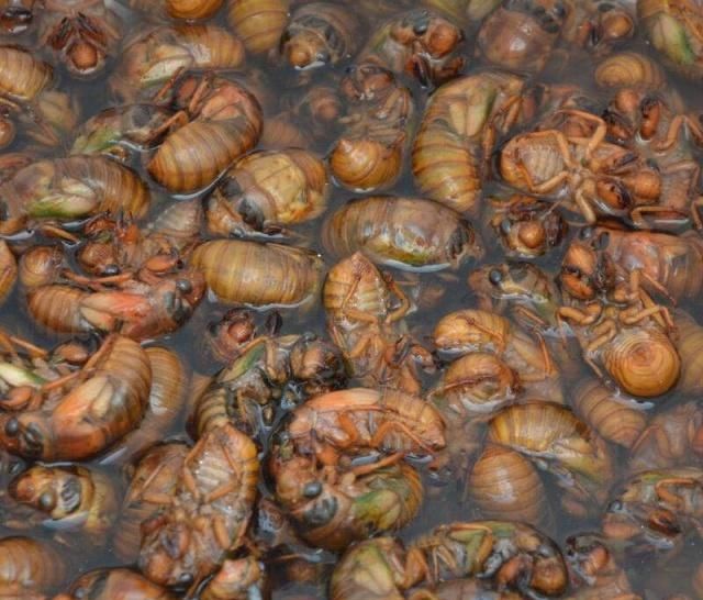  「开张」山东最大的露天金蝉早市开张，日交易量超10万元，变蝉