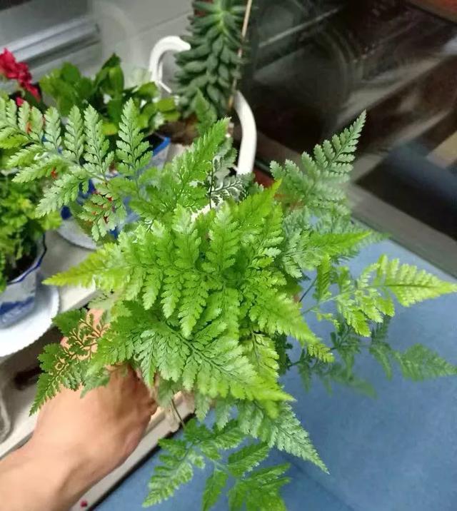 「荷叶铁线蕨」6种适合卫生间养的蕨类植物,耐阴好养活,杀菌去异味!