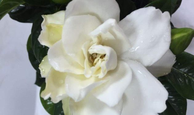  [栀子花]家庭盆栽栀子花，4点养护知识，学习养栀子花，白花开满盆