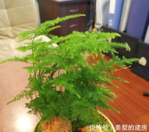  『拥有』这种“杀菌花”，家里摆一盆，养眼还养人，家人身体好，值得拥有