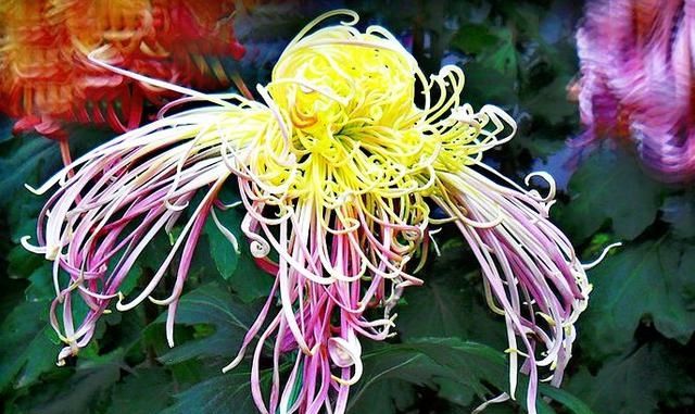  『看起来』如果你喜欢赏花，可以养一盆《珍稀名菊》的花，在田里试一试马匹。看起来像是炫舞飞扬。它是五颜六色的