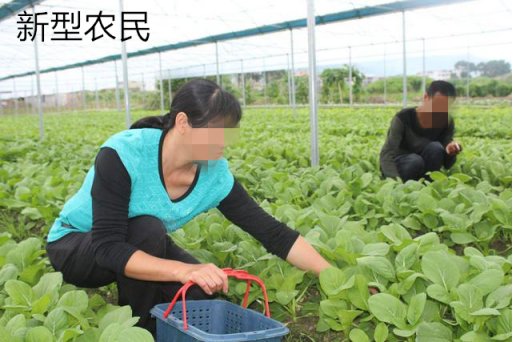 未来几年，农村三类人会一夜暴富，少说几十万进账