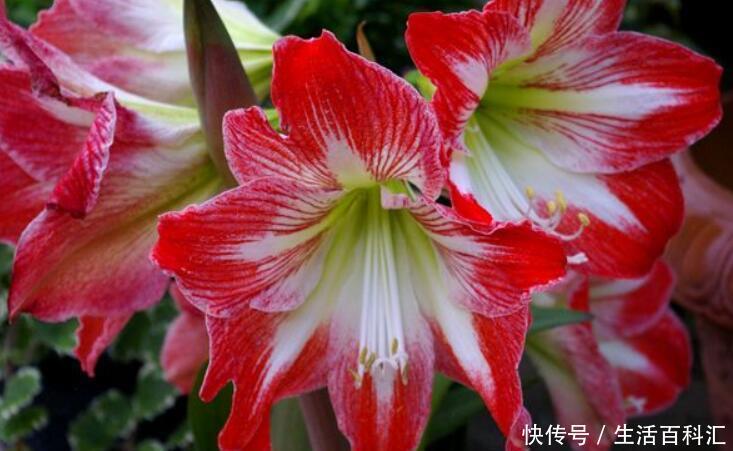  『优雅』“3种”盆栽花，优雅大方，养护简单，花朵硕大美极了