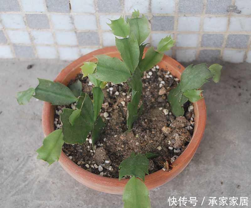  『开爆』种植蟹爪兰有讲究，学会这几个小技巧，轻轻松松开爆盆
