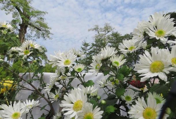 『需注意』冬季在阳台上养几盆杭菊,管理只需注意4点,一开春就能赏花