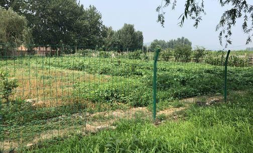  「果树」丰厚农民钱袋子 平谷峪口拆违建种果树