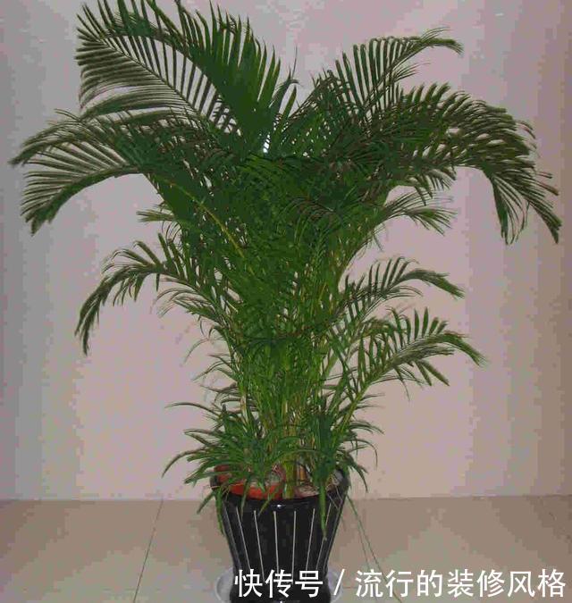  [油绿]散尾葵过冬，注意1个“小细节”，叶片油绿发亮，蹭蹭长到两米高