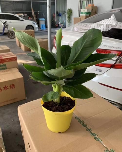 「香蕉」在家就能种的香蕉树,用足肥料,结出一串小香蕉!