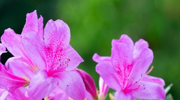  「艳丽」养护“杜鹃花”，做对这3个方法，枝叶繁茂花色艳丽讨人爱