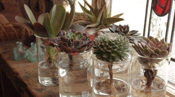  [植物]水培的多肉植物还能不能转为土培?