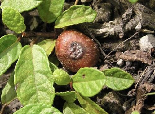  #结出来#山坡下的1种“地瓜泡”，果子比“樱桃”漂亮，见到别踩它，珍贵