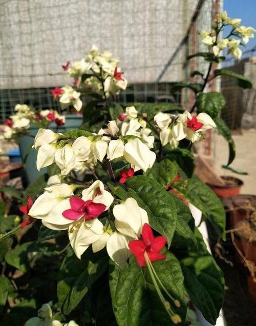  『家里』这种花叫“龙吐珠”，能开上百朵，花友都喜欢，养在家里上档次