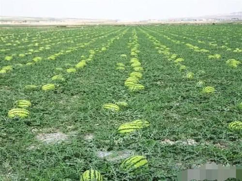 农民种植西瓜,为什么要在西瓜上压一块石头农民伯伯告诉你答案