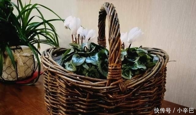  天使■喜欢白色？这五种“洁白花”不可错过，美如雪中天使