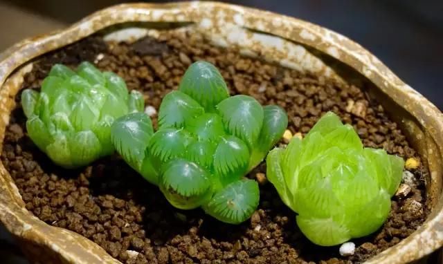  『肥嘟嘟』刚买回来的玉露，叶子脱水干瘪，养护小技巧，教你养的肥嘟嘟
