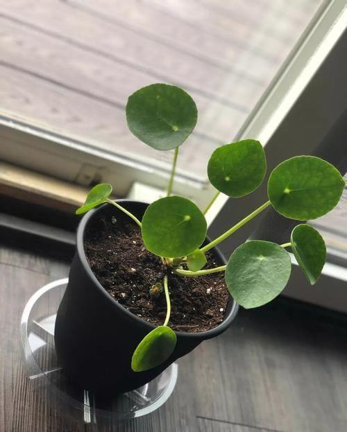  【散射光】盆栽养的镜面草不断长侧芽，水培和分株繁殖很多盆，幼苗特可爱