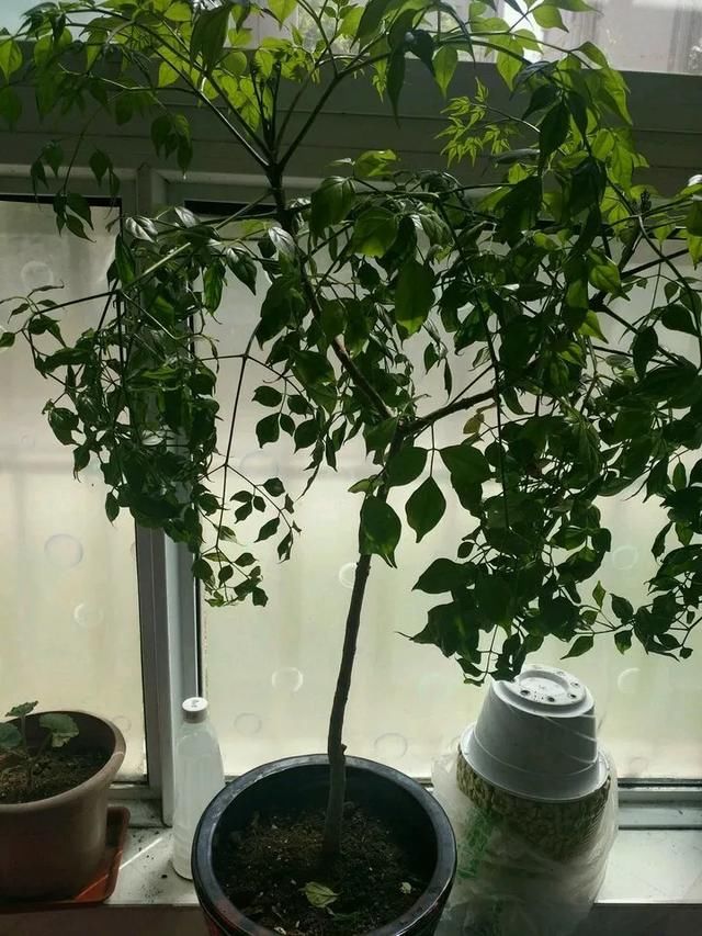  #散射光好#3种树，每月砍1刀，呼呼疯狂冒新芽！