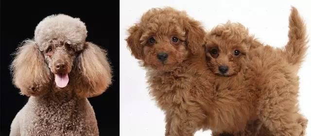 头发又双叒叕炸毛了，自来卷可怎么办才好?